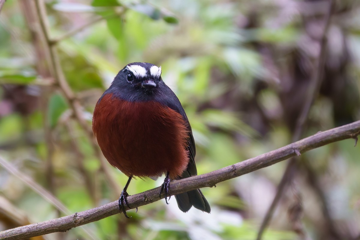 Chestnut-bellied Chat-Tyrant - ML632199316