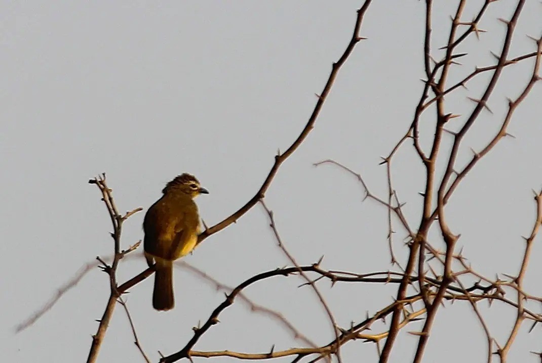 White-browed Bulbul - ML632199355