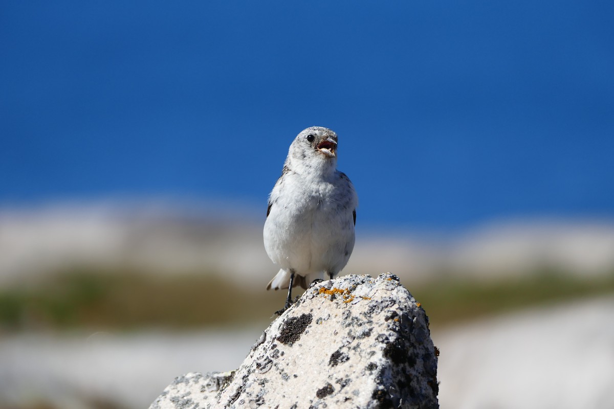 Snow Bunting - ML632199397