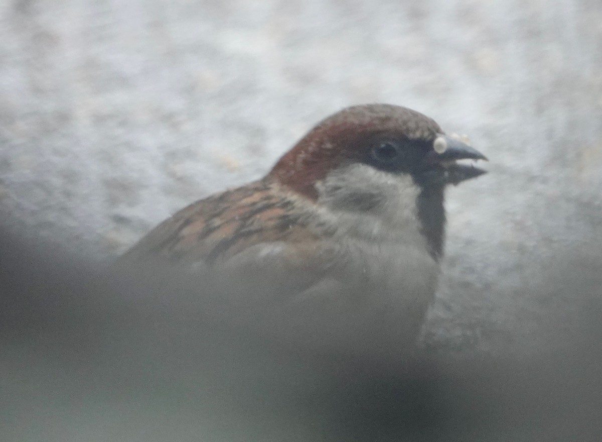 House x Eurasian Tree Sparrow (hybrid) - ML632199400