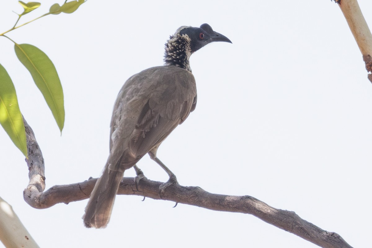 Silver-crowned Friarbird - ML632199405