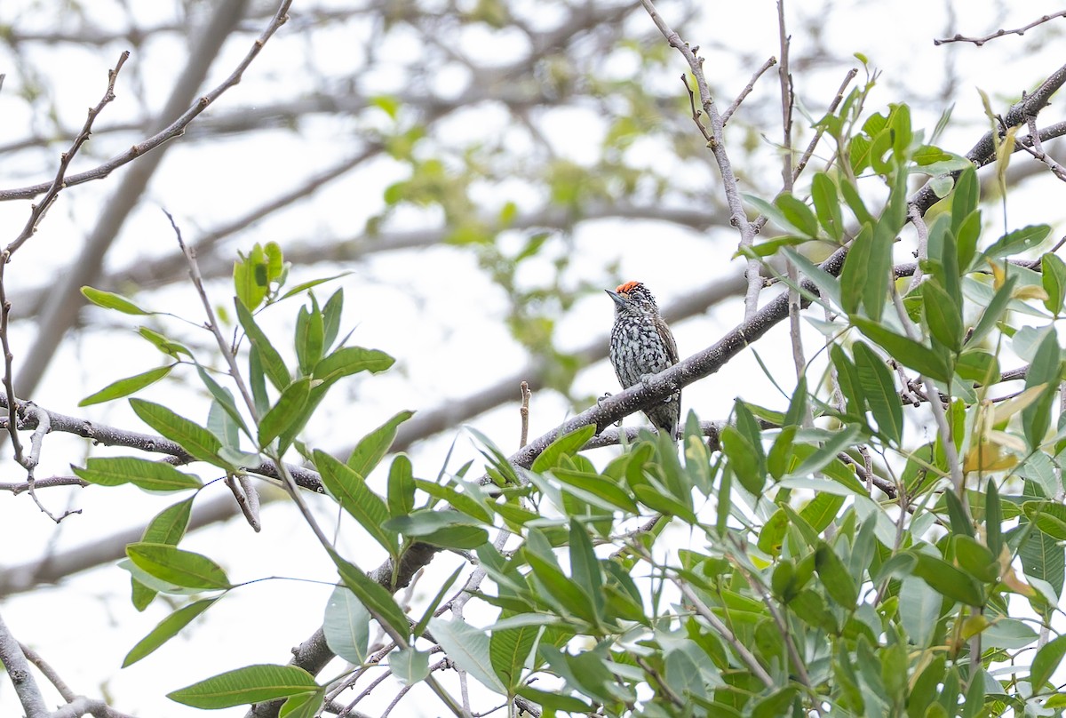 White-wedged Piculet - ML632199416