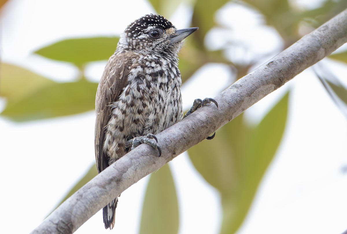 White-wedged Piculet - ML632199417