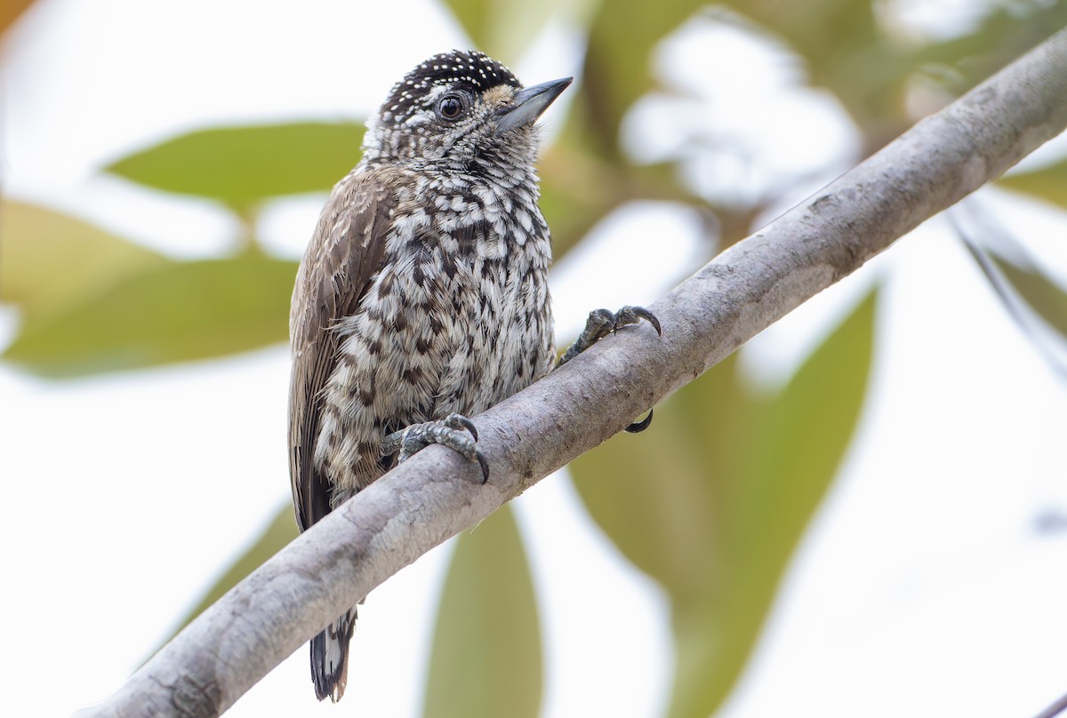 White-wedged Piculet - ML632199418
