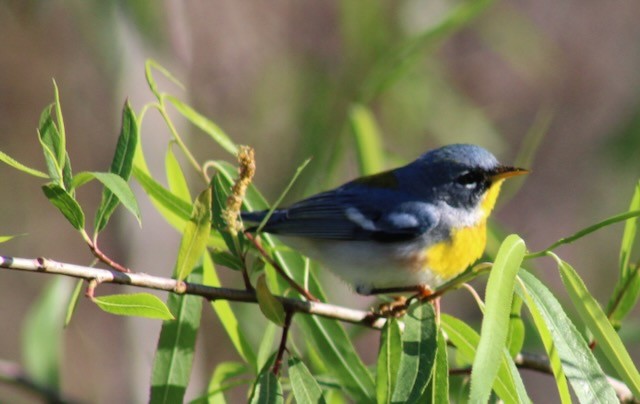 Northern Parula - ML632199430
