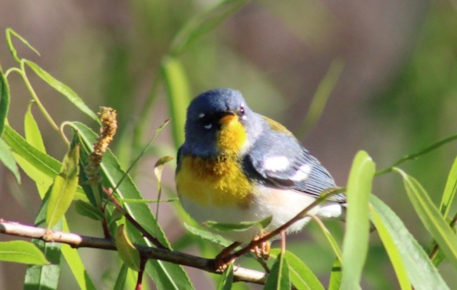 Northern Parula - ML632199431