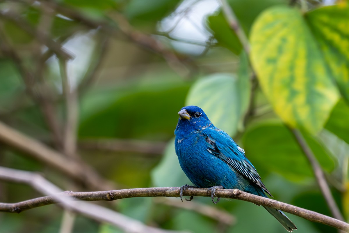 Indigo Bunting - ML632199445