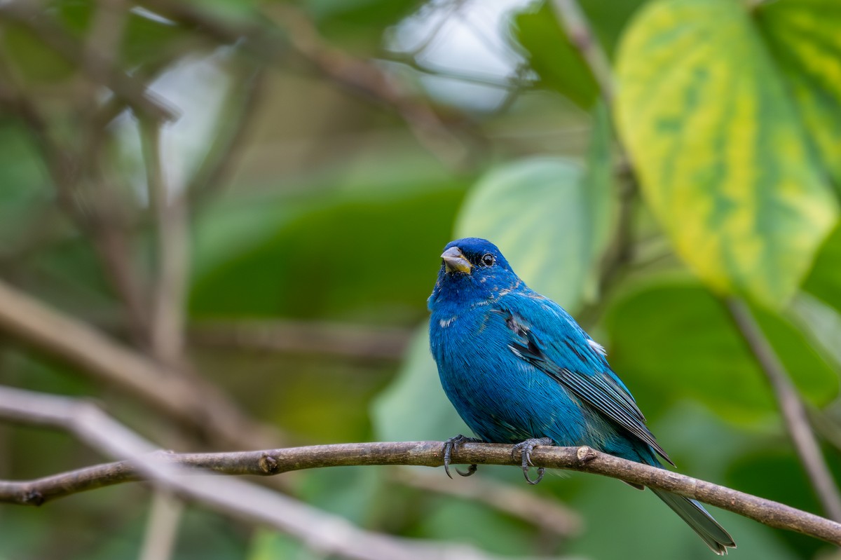Indigo Bunting - ML632199447