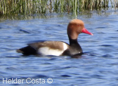 Улаан хошуут биваан - ML632199990