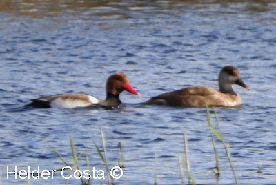 Улаан хошуут биваан - ML632199991