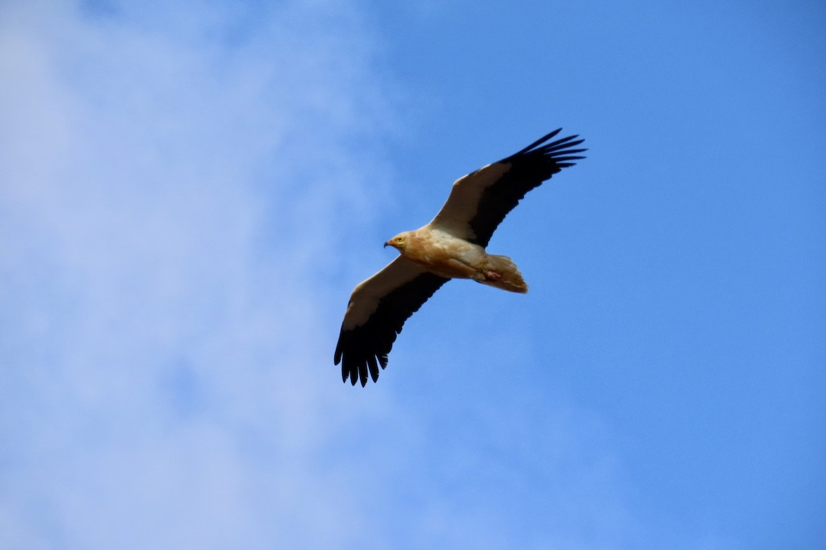 Дэлт ёл - ML632200169