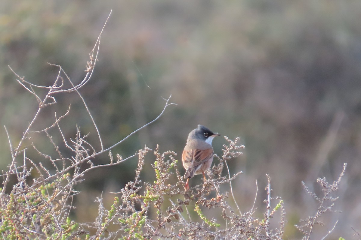 Spectacled Warbler - ML632200233