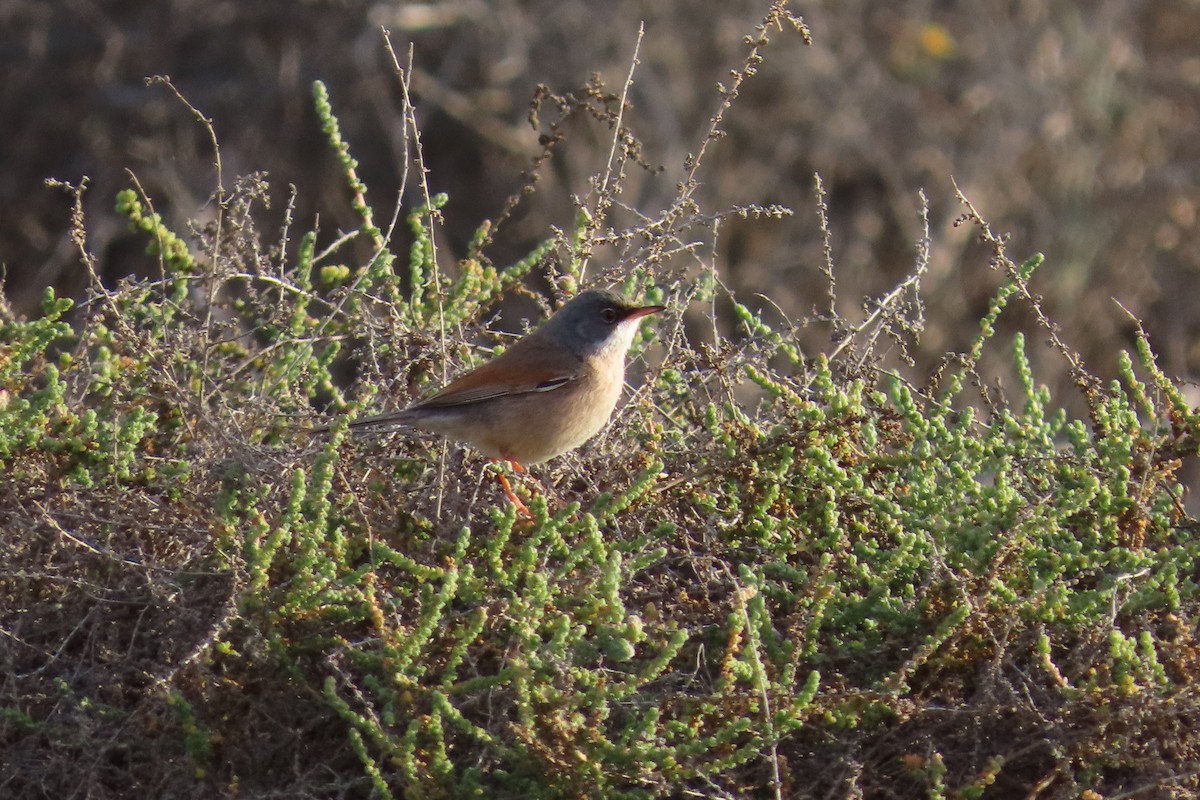 Spectacled Warbler - ML632200255