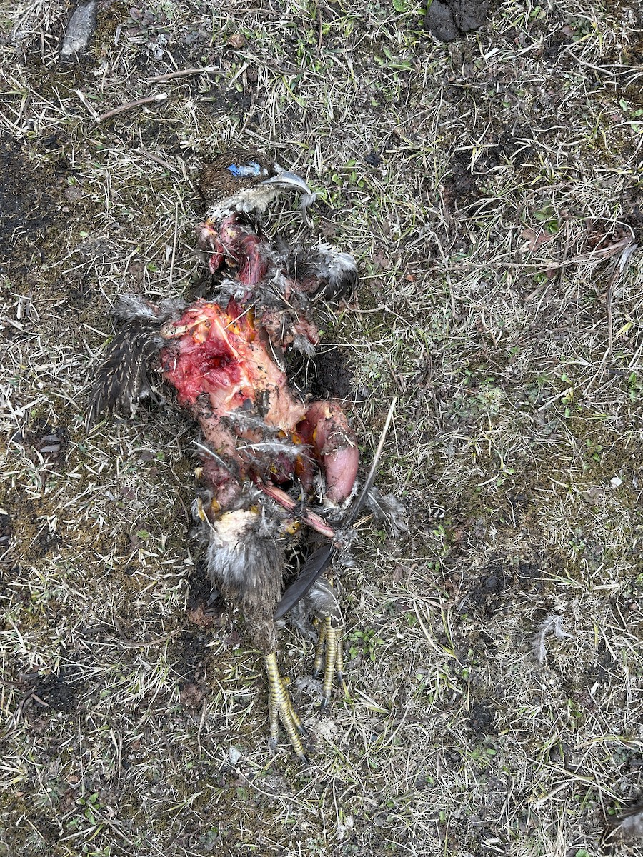 Himalayan Monal - ML632200256