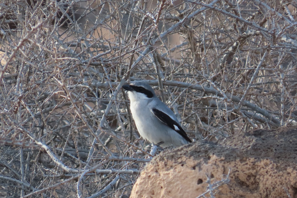 Үнсэн дунхай - ML632200291