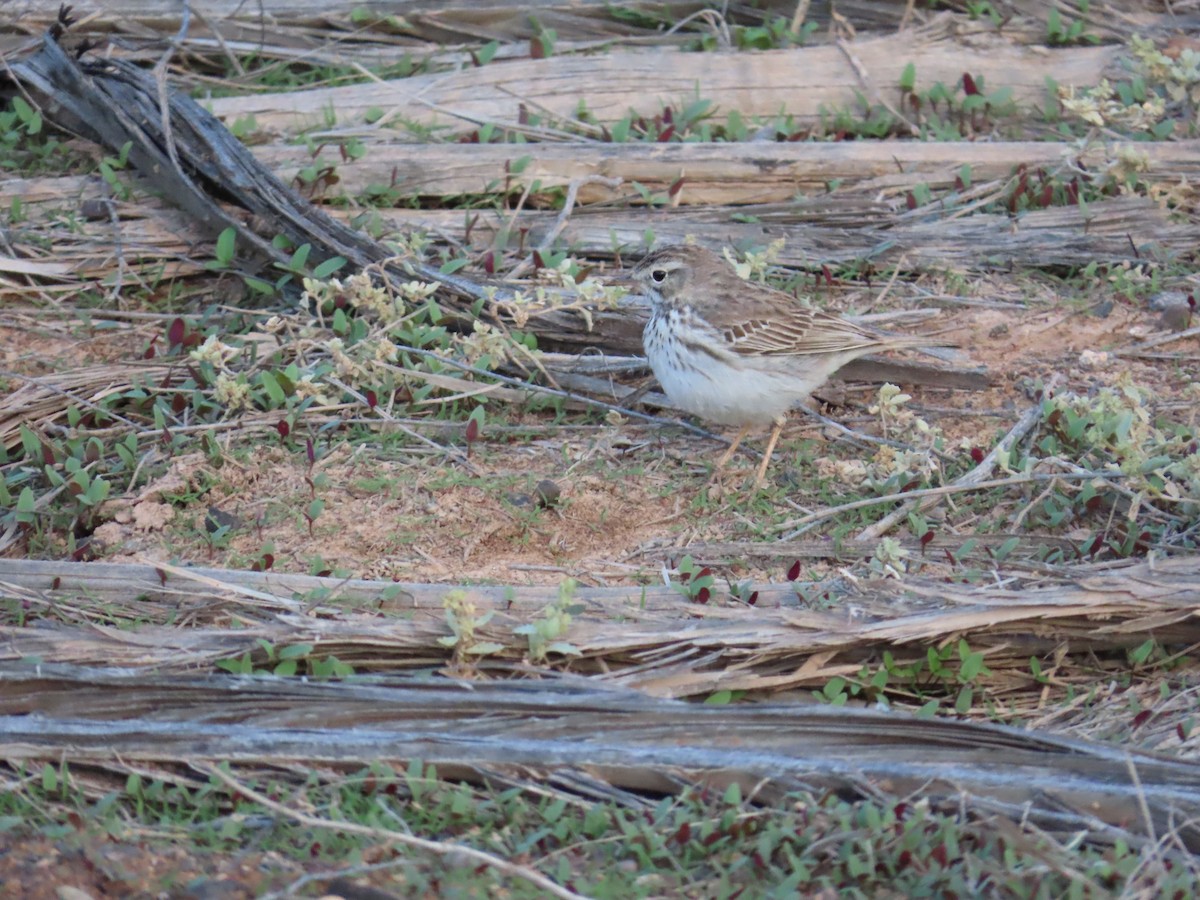 Berthelot's Pipit - ML632200335