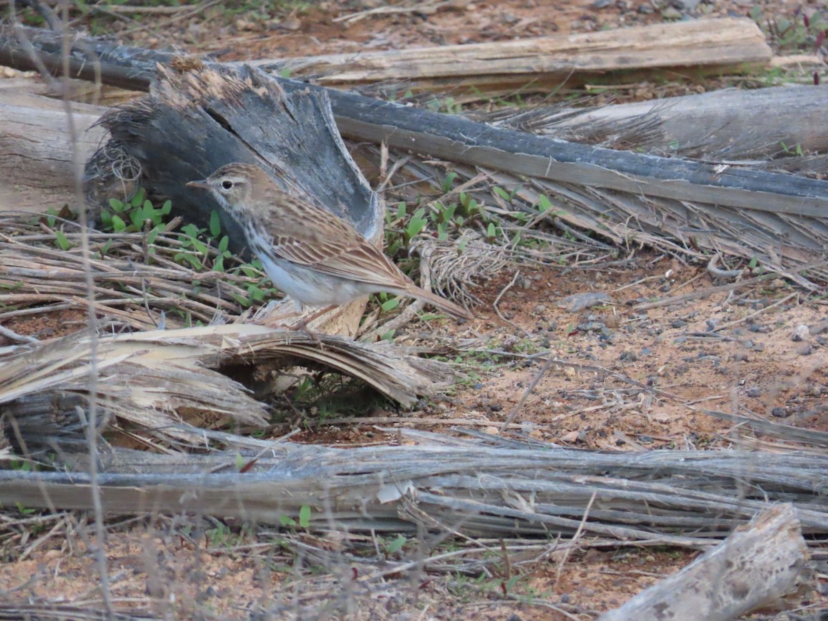 Berthelot's Pipit - ML632200336