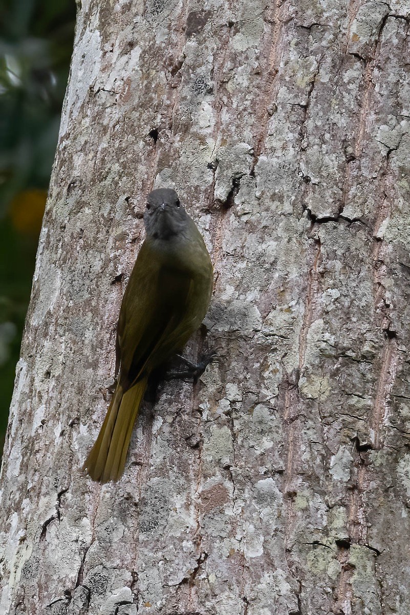 Shelley's Greenbul (Kakamega) - ML632200451