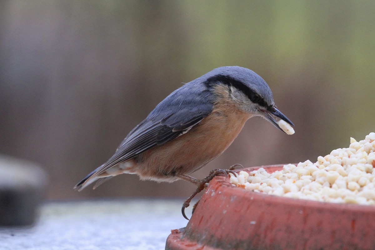 Eurasian Nuthatch - ML632200475