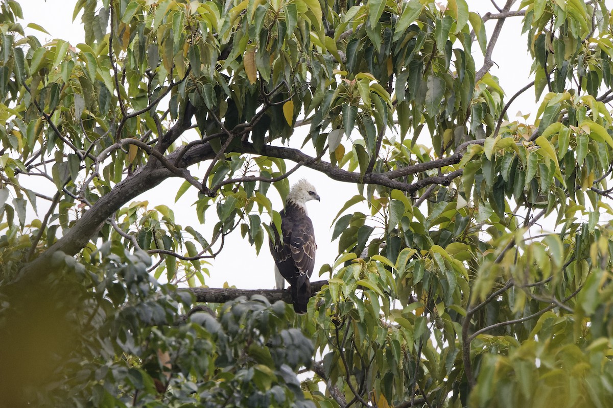 Flores Hawk-Eagle - ML632200478