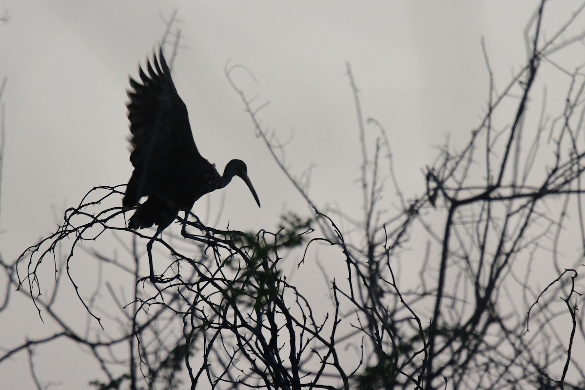 Limpkin - ML632200520