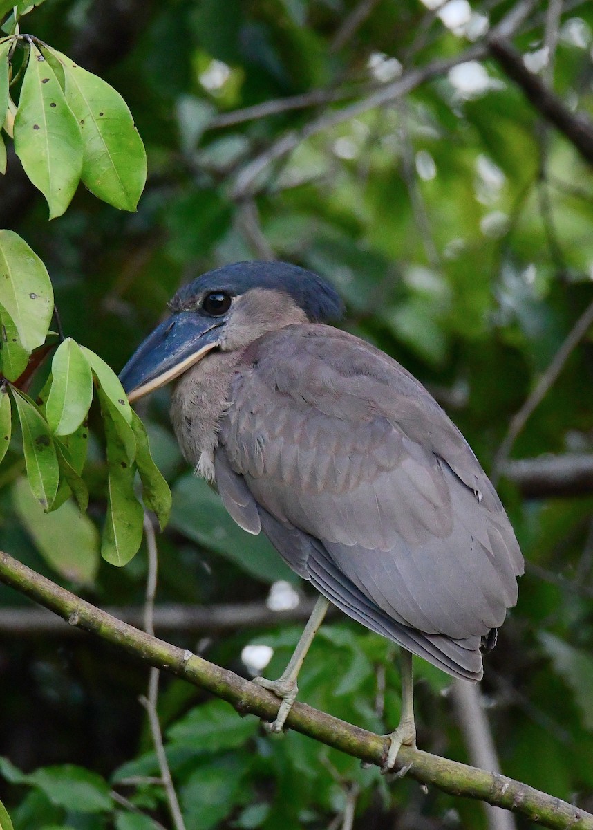 Boat-billed Heron - ML632200528