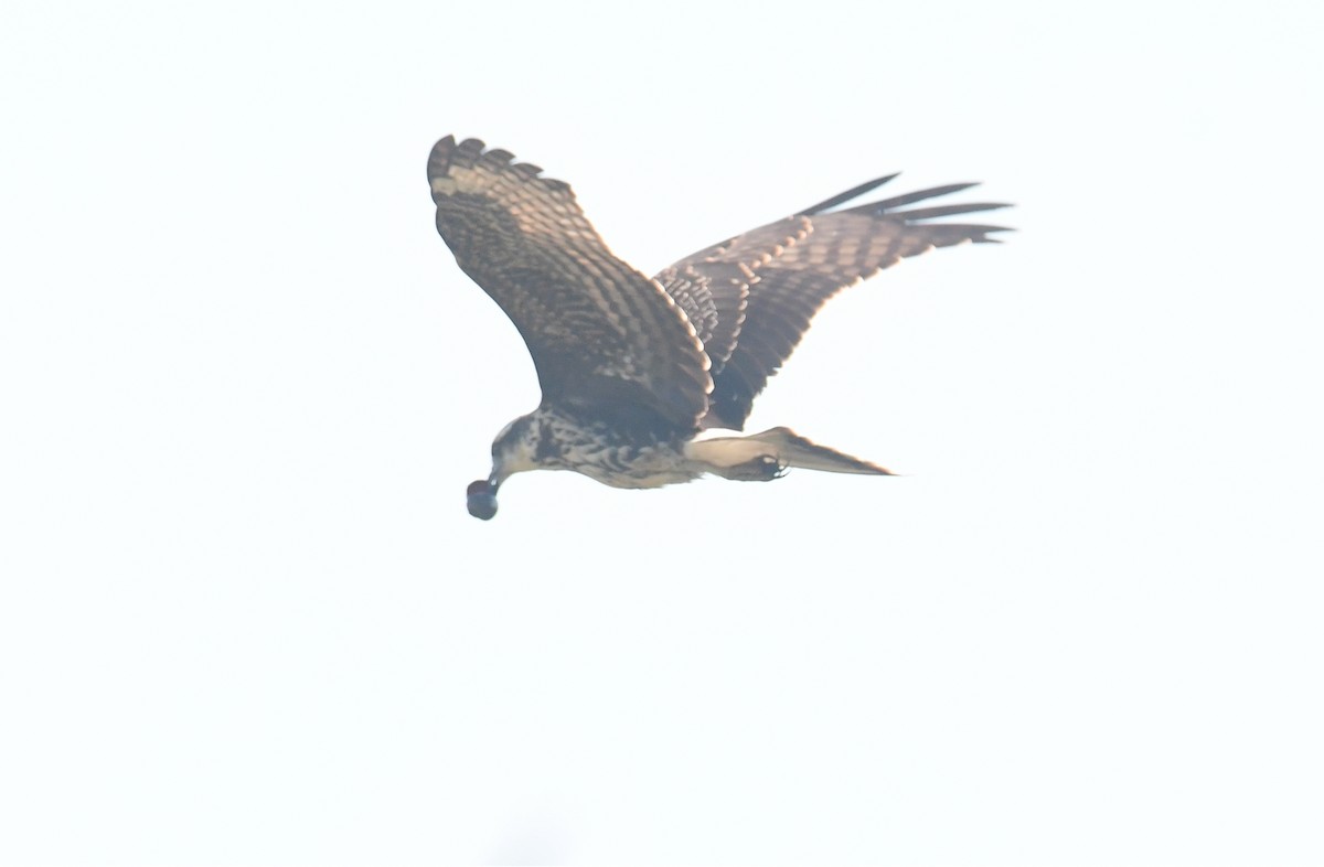 Snail Kite - ML632200530