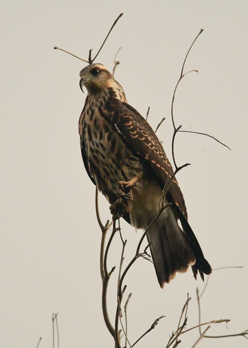 Snail Kite - ML632200531