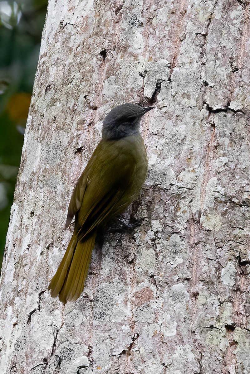 Shelley's Greenbul (Kakamega) - ML632200572