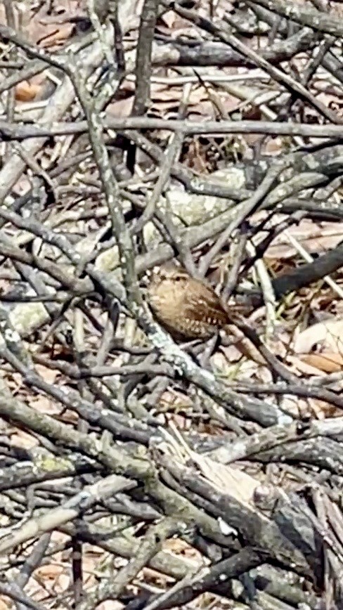 Troglodyte des forêts - ML632200619