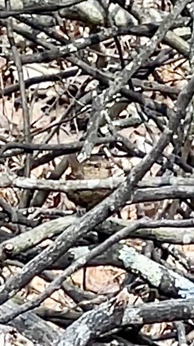 Winter Wren - ML632200627