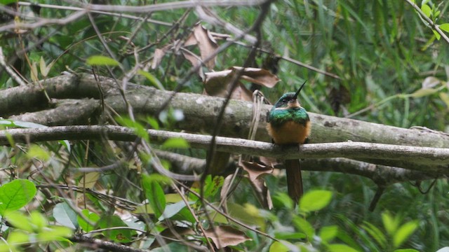 Jacamar à queue rousse - ML632200651