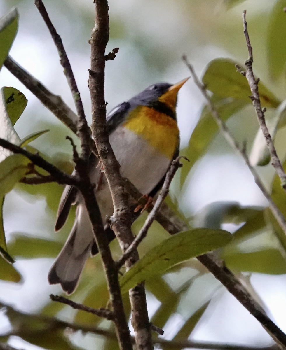 Northern Parula - ML632200669