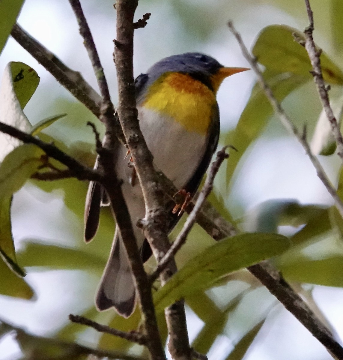 Northern Parula - ML632200670