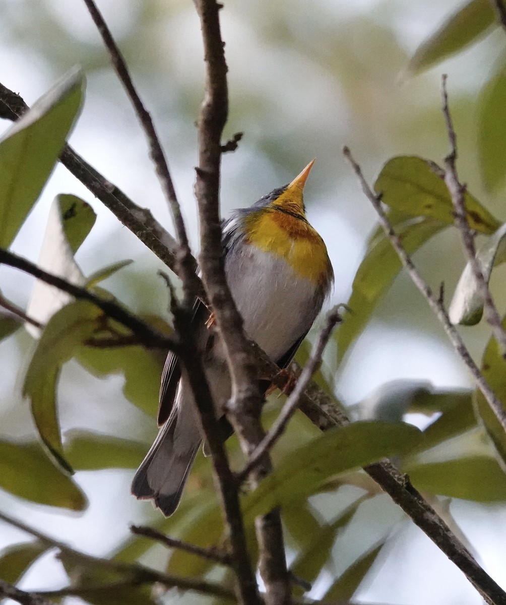 Northern Parula - ML632200671