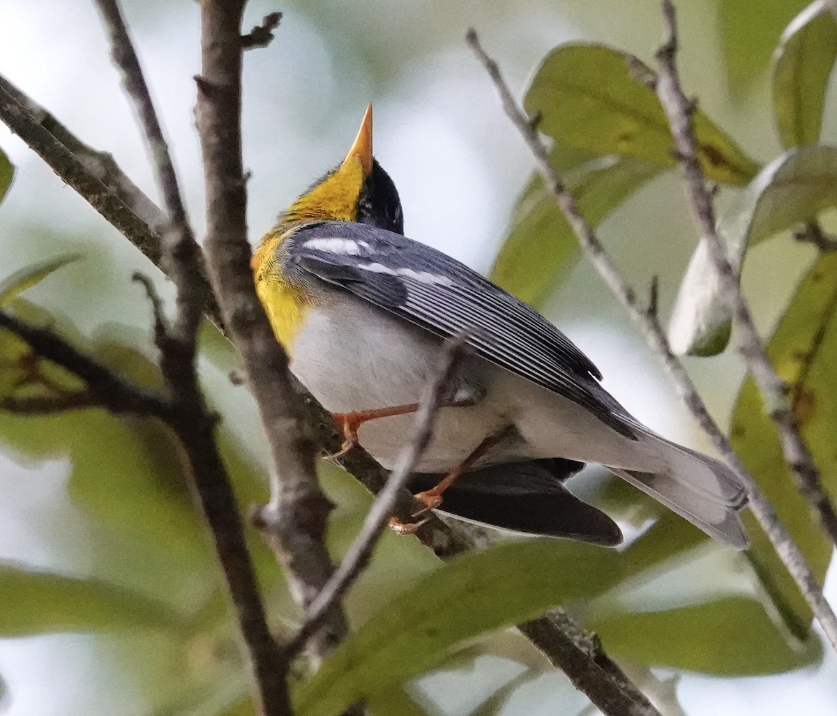 Northern Parula - ML632200672