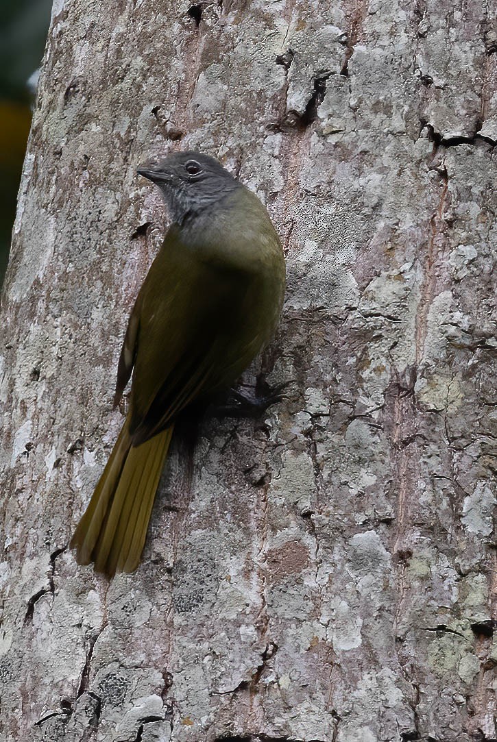 Shelley's Greenbul (Kakamega) - ML632200697