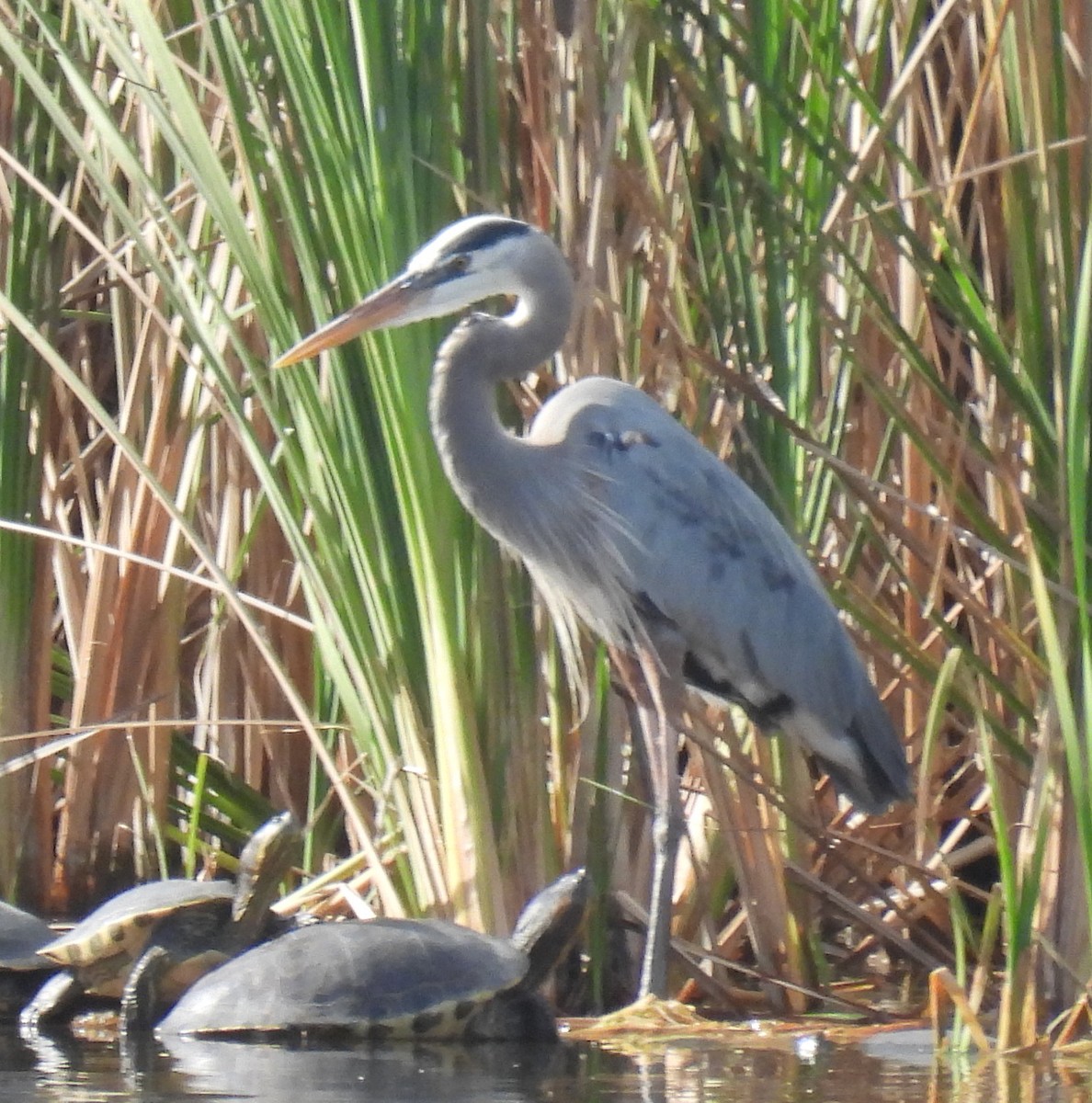 Great Blue Heron - ML632200886