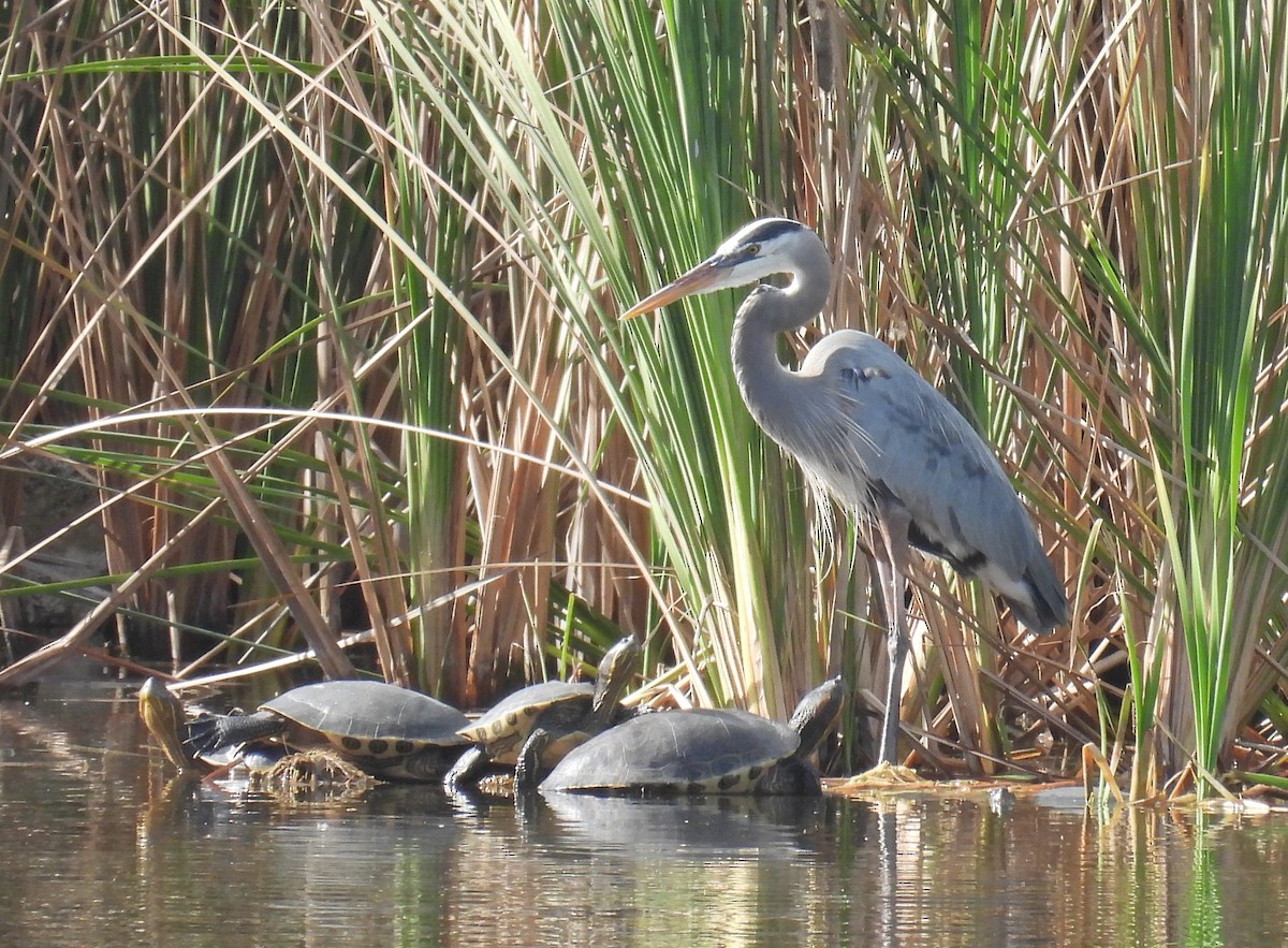 Great Blue Heron - ML632200887