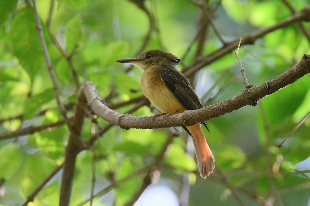 Tropical Royal Flycatcher - ML632200987