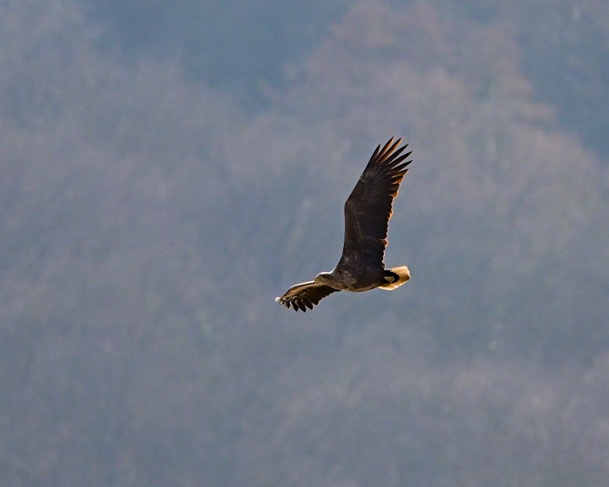 White-tailed Eagle - ML632201003