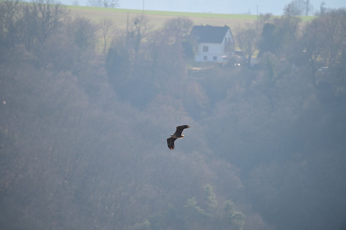 White-tailed Eagle - ML632201004
