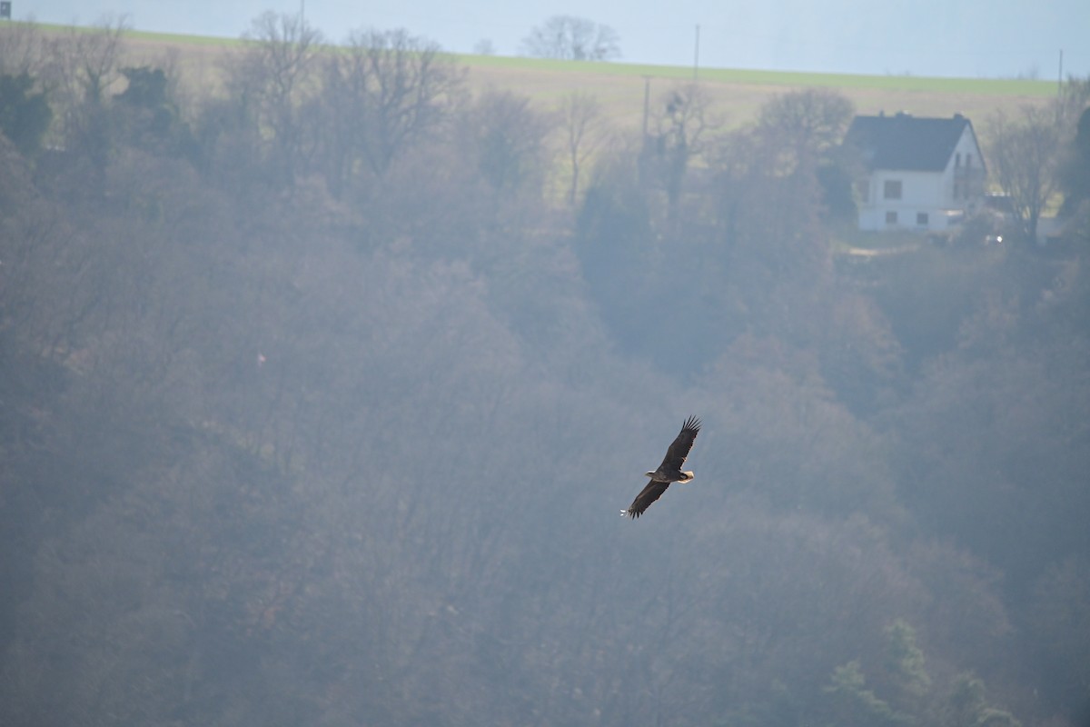 White-tailed Eagle - ML632201005