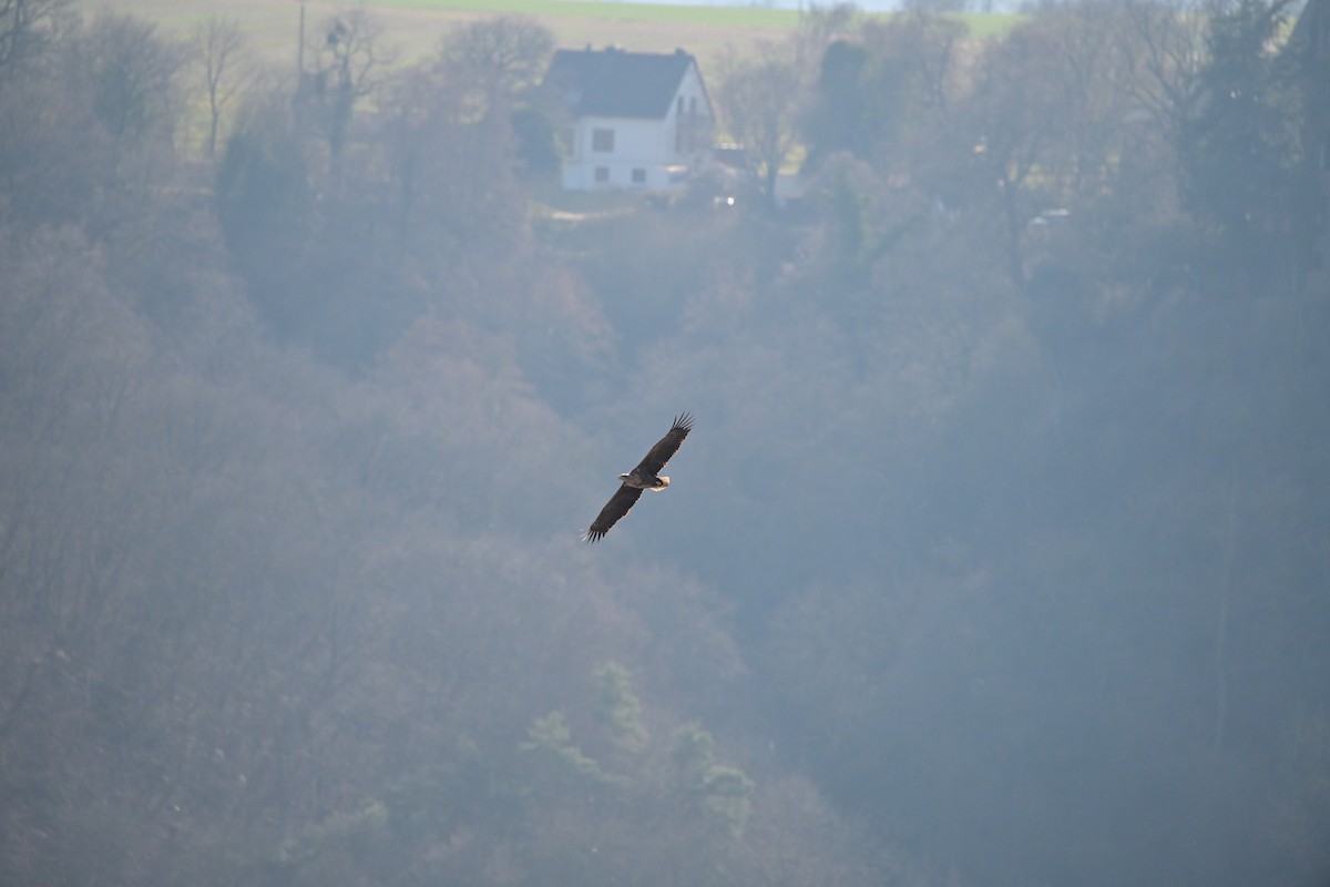 White-tailed Eagle - ML632201011