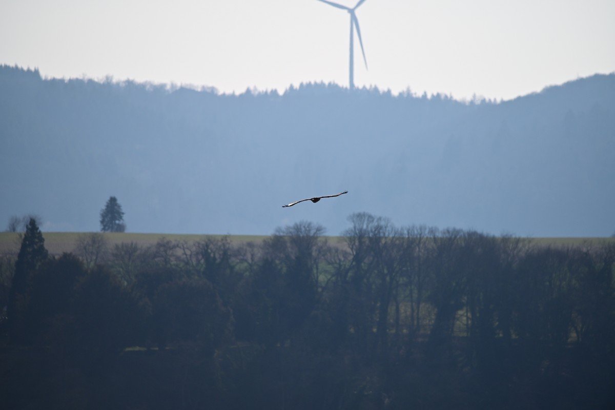 White-tailed Eagle - ML632201012
