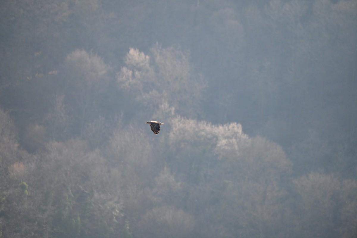 White-tailed Eagle - ML632201014