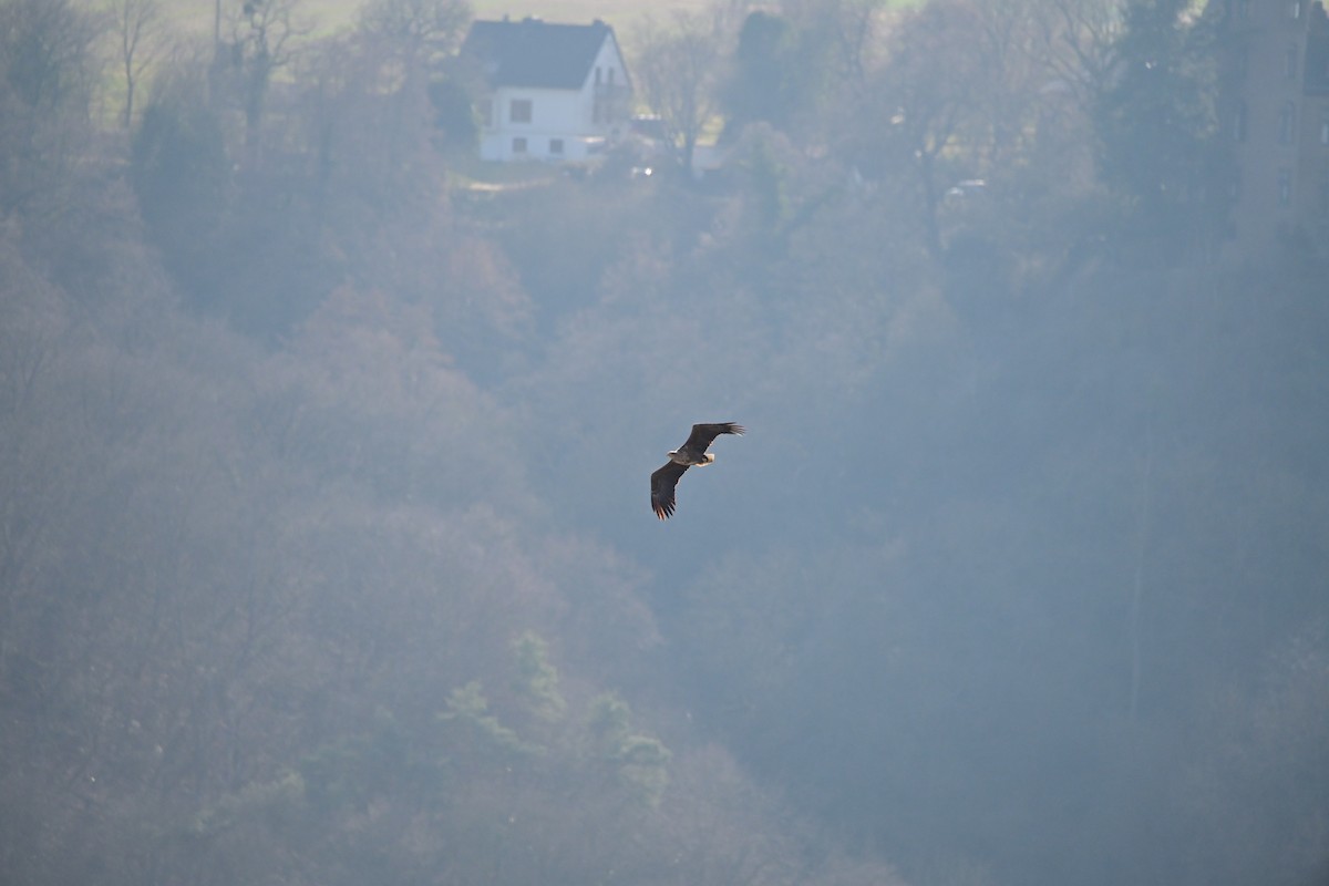 White-tailed Eagle - ML632201015