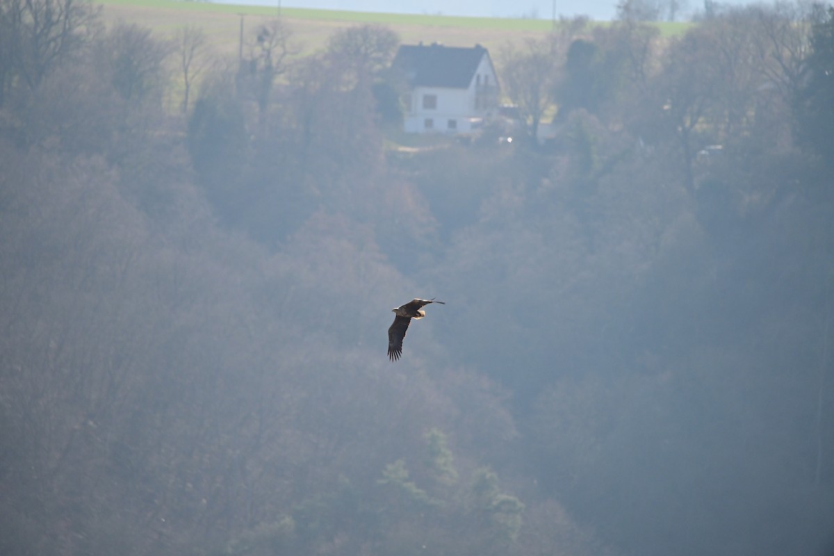 White-tailed Eagle - ML632201018
