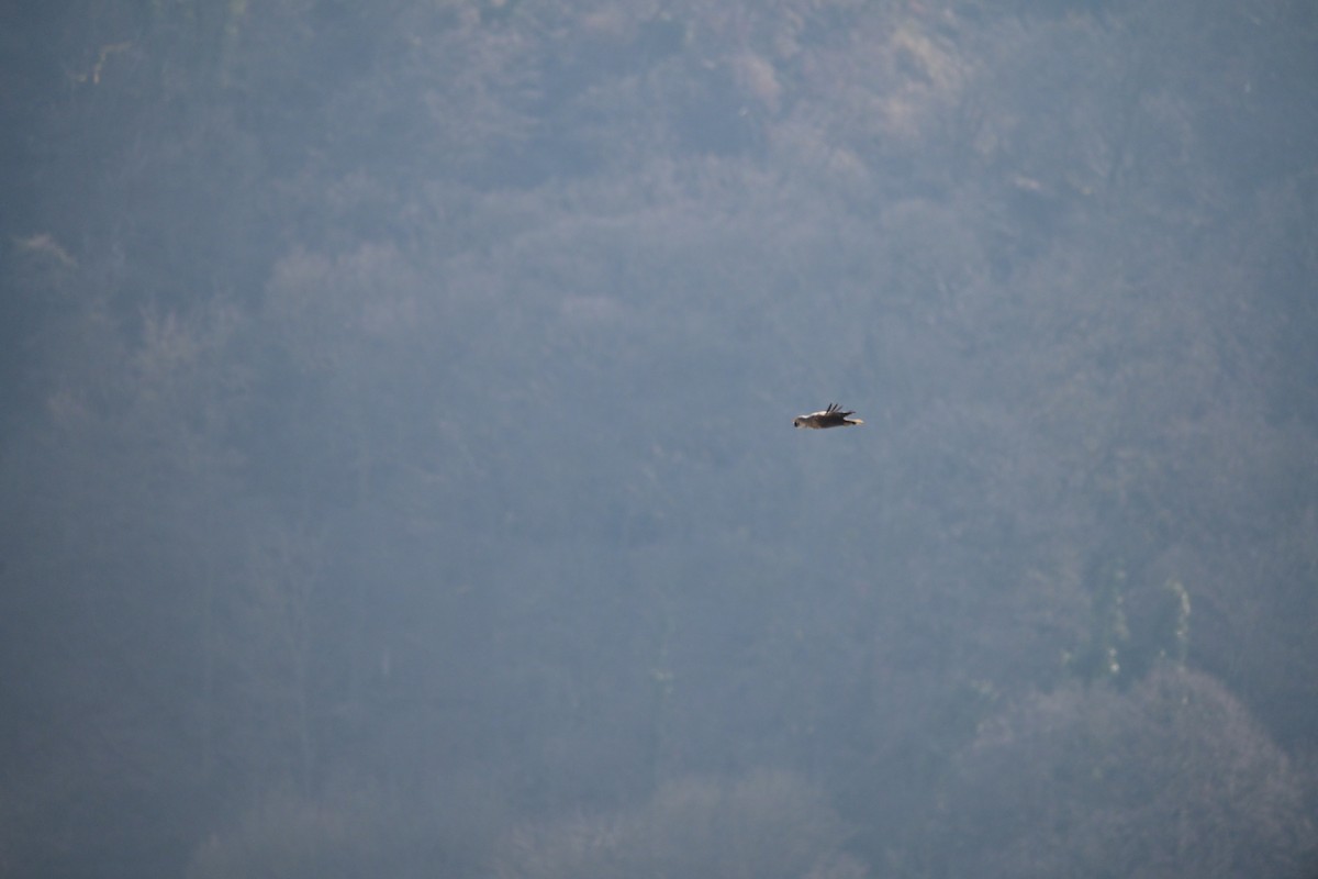 White-tailed Eagle - ML632201019