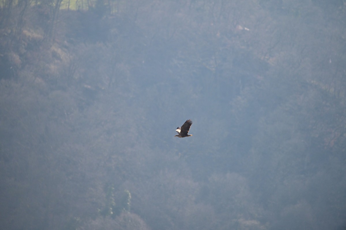 White-tailed Eagle - ML632201021